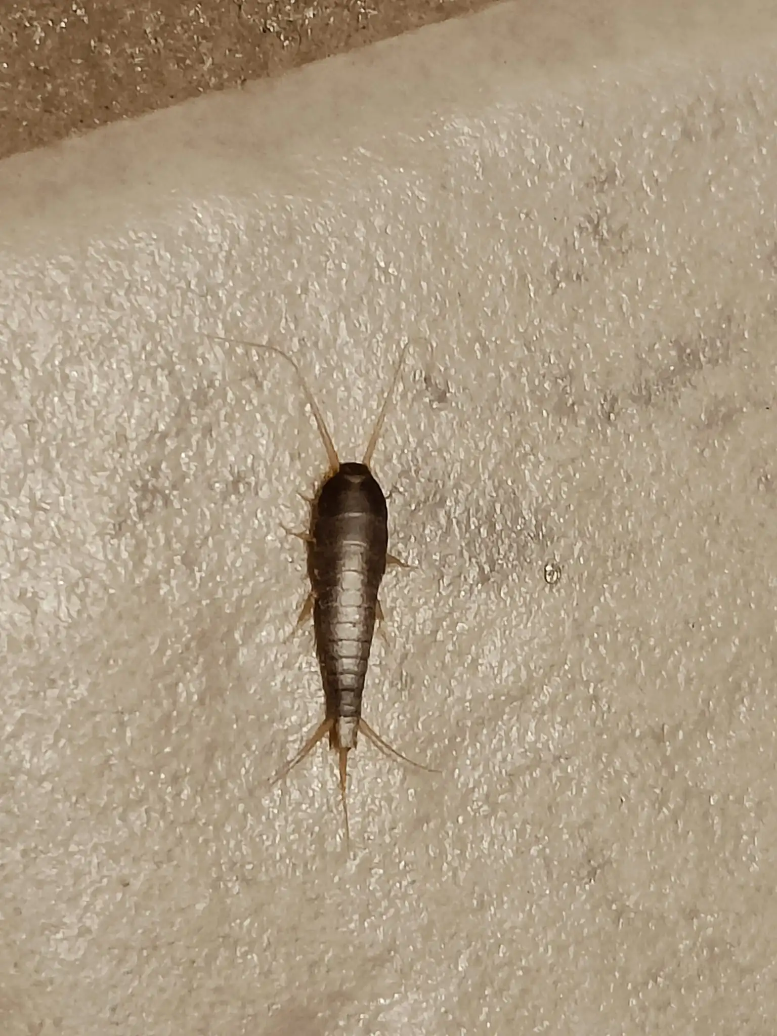 Sølvfisk – glat, sølvskinnende og typisk i badeværelser