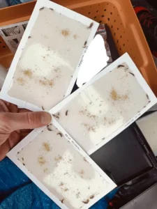 Skadedyrsbekæmpelse Kontakt os for en skræddersyede løsning