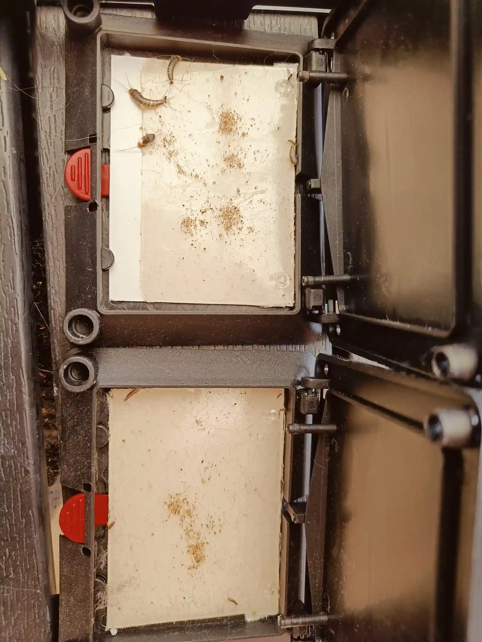 Monitoreringskasser til skægkræ – små limfælder til diskret placering