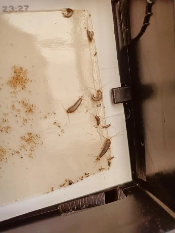 Skadedyrsbekæmpelse Kontakt os for en skræddersyede løsning