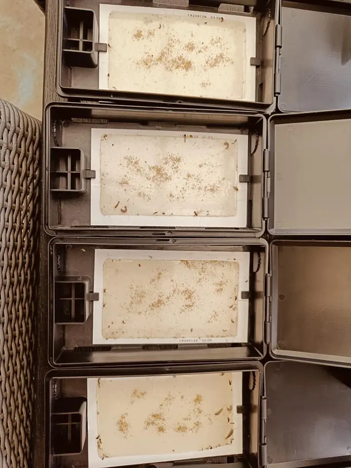 Monitoreringskasser til skægkræ – limfælder med sirismel til overblik