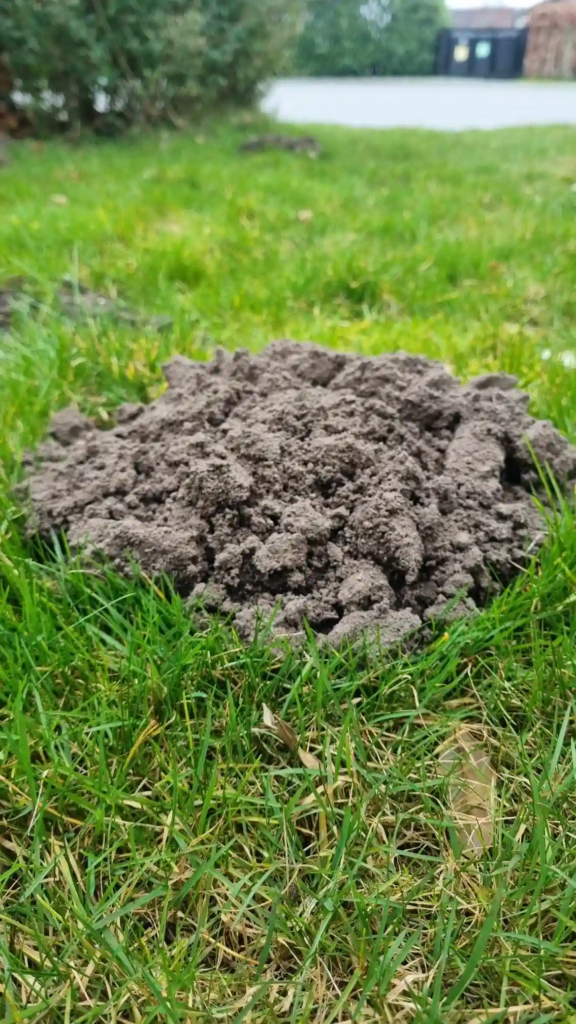 Muldvarpebekæmpelse i Aarhus - muldvarpeskud i have