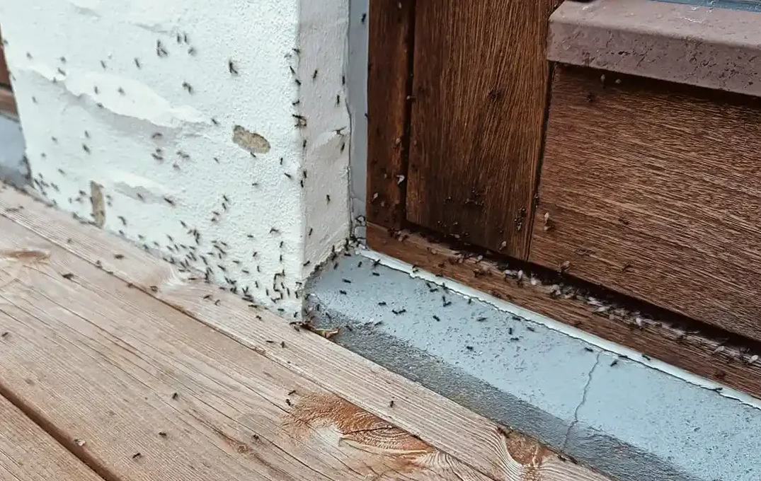 Skadedyrsbekæmpelse Kontakt os for en skræddersyede løsning