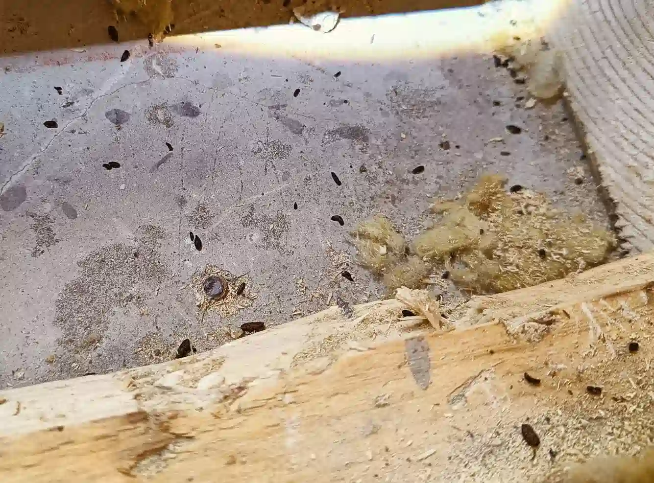 Skadedyrsbekæmpelse Kontakt os for en skræddersyede løsning