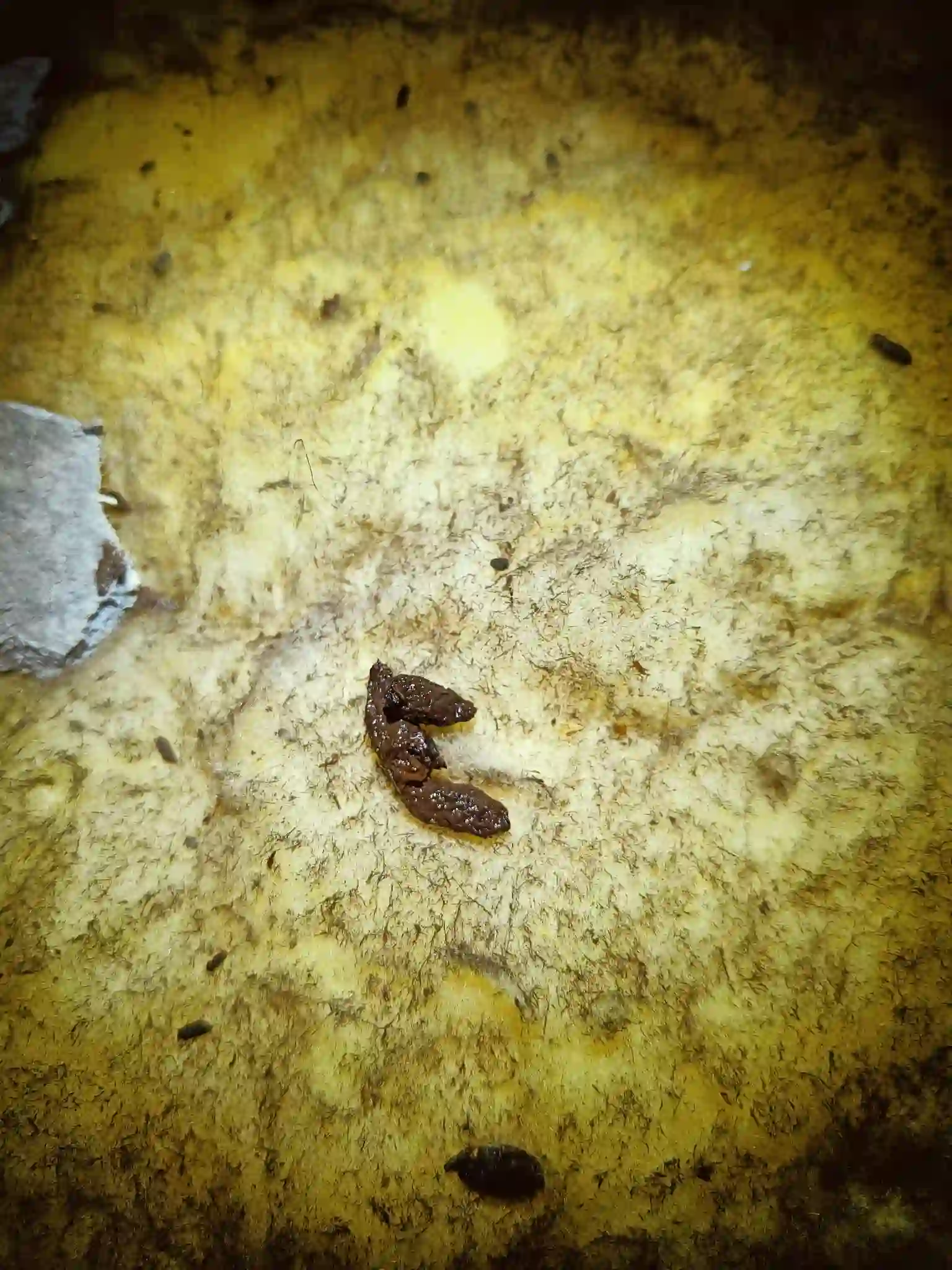 Skadedyrsbekæmpelse Kontakt os for en skræddersyede løsning