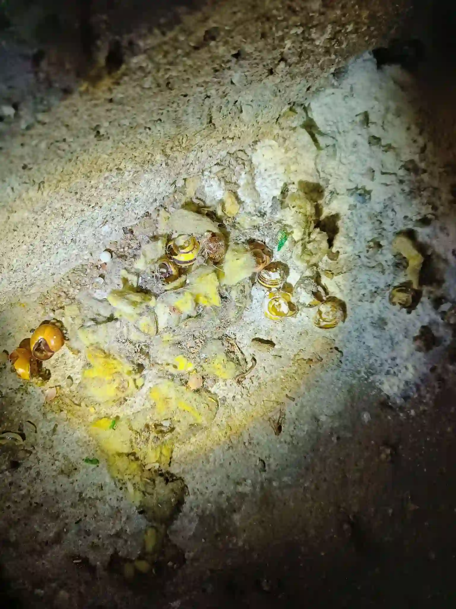 Skadedyrsbekæmpelse Kontakt os for en skræddersyede løsning