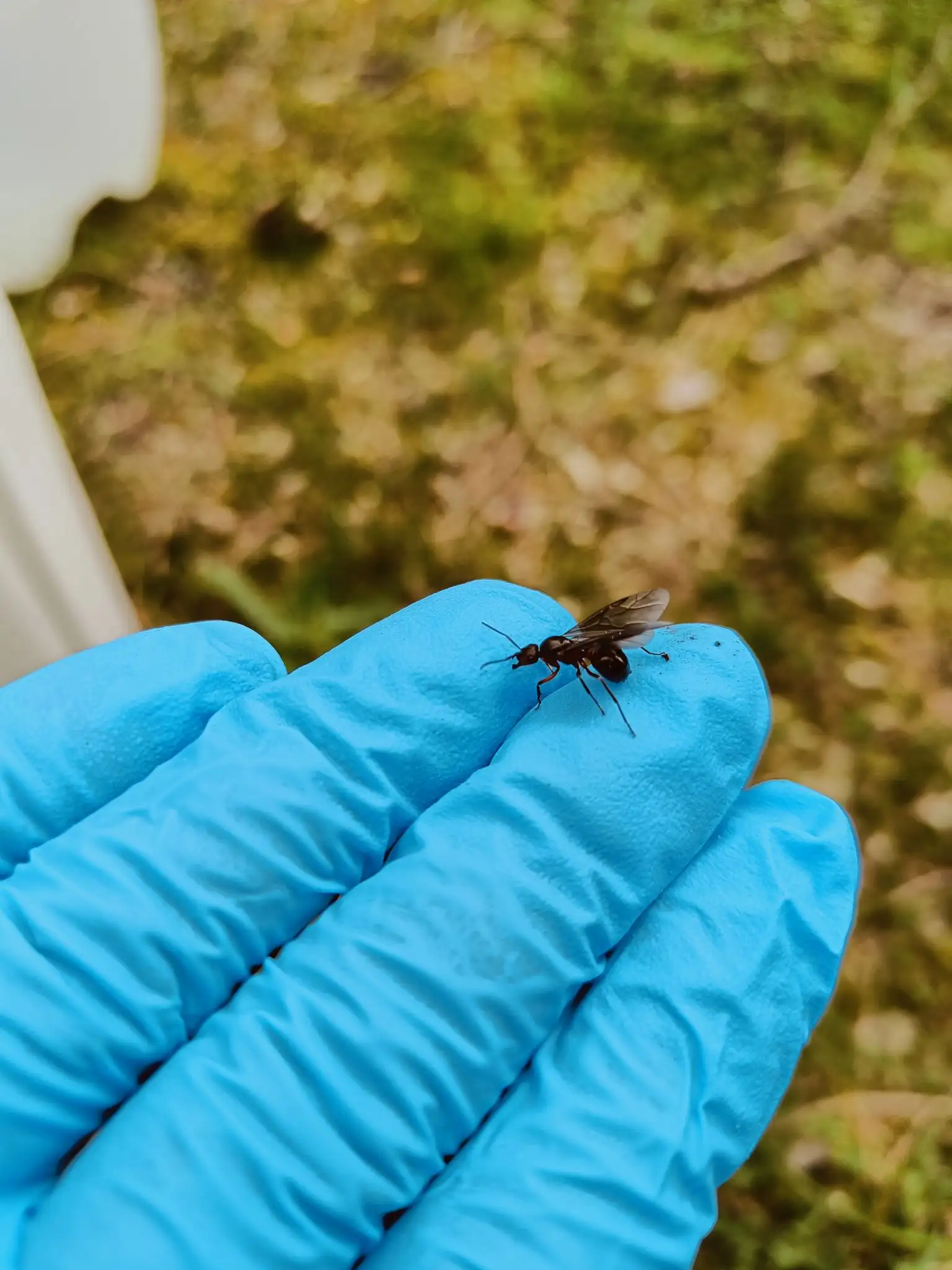 Skadedyrsbekæmpelse Kontakt os for en skræddersyede løsning