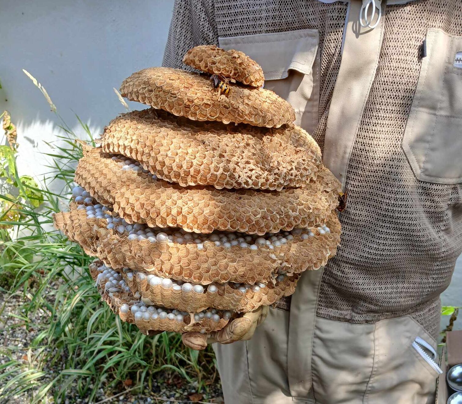 Fjernelse af hvepsebo ved tag – Djursland og Østjylland