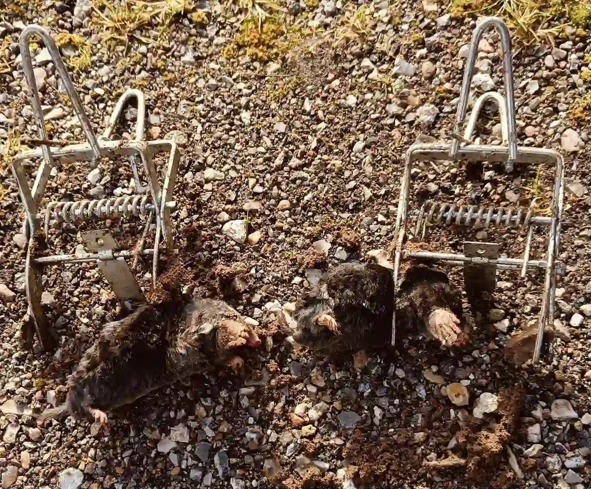 Skadedyrsbekæmpelse Kontakt os for en skræddersyede løsning