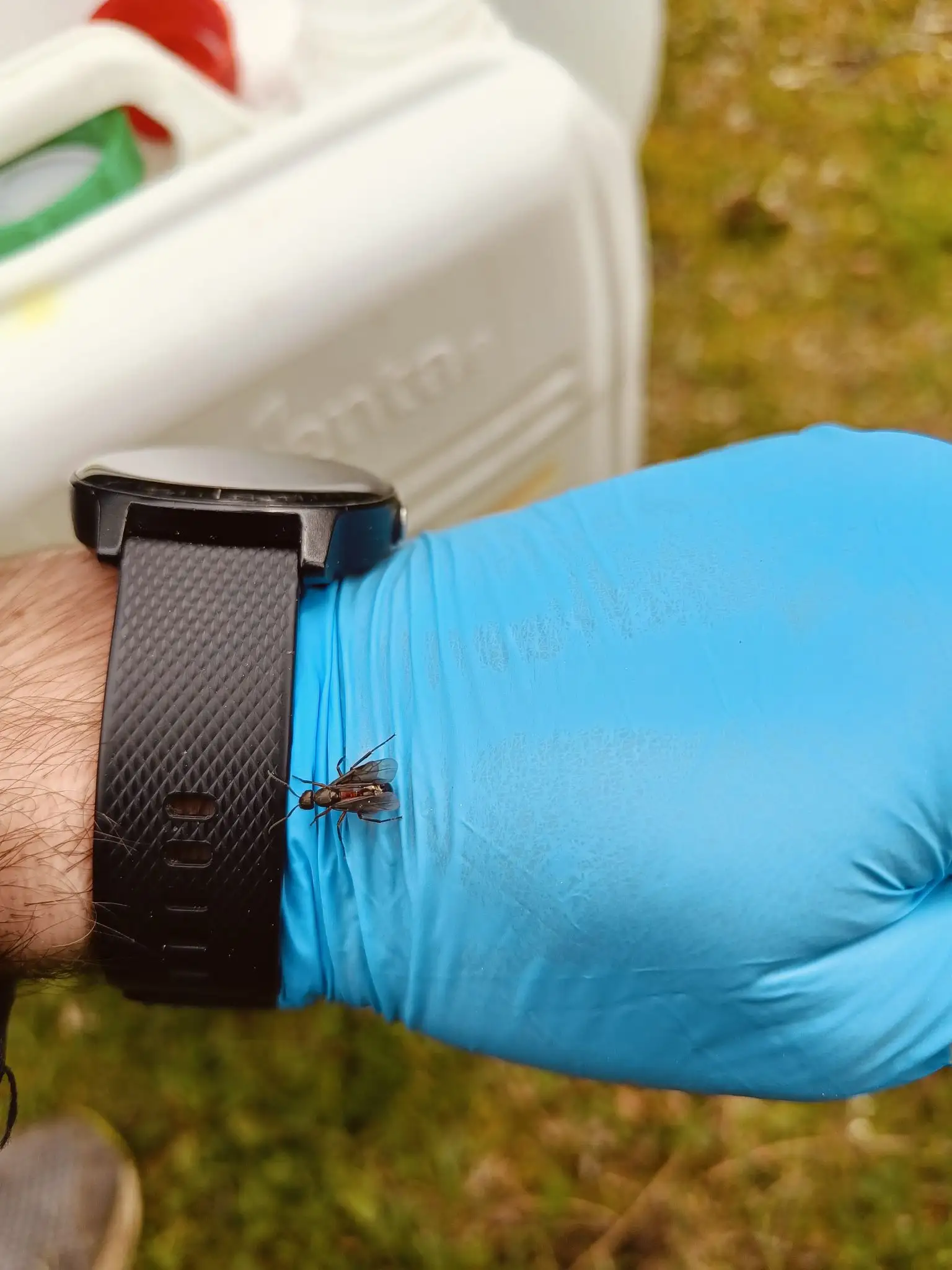 Flyvemyrer fra en skovmyrekoloni