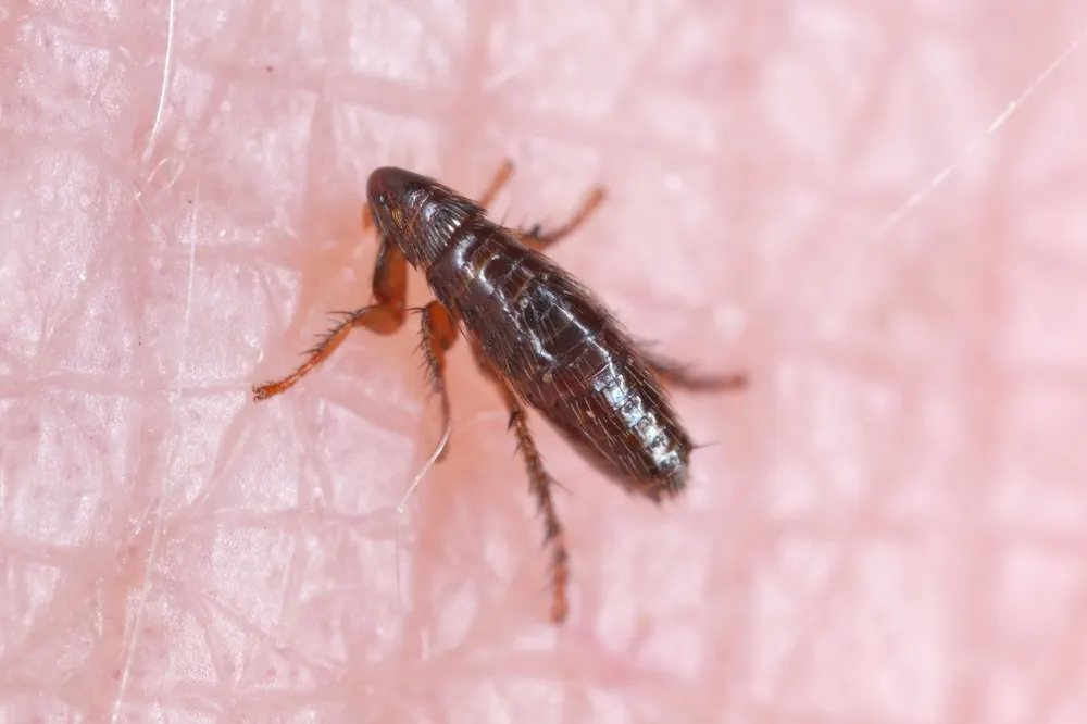 Loppe set oppefra – makrobillede i sengetøj