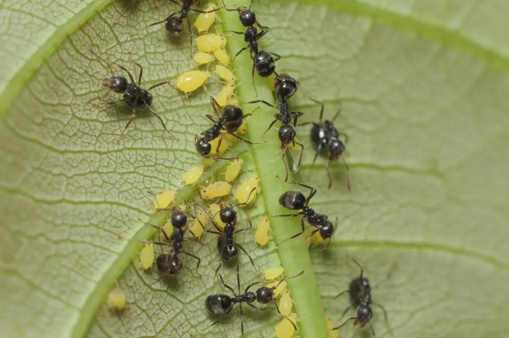 Havemyrer og bladlus på en plante