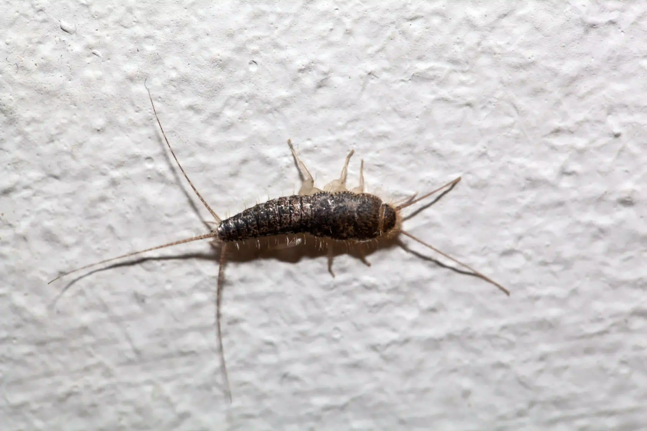 Skægkræ i boligen – nærbillede af voksen individ