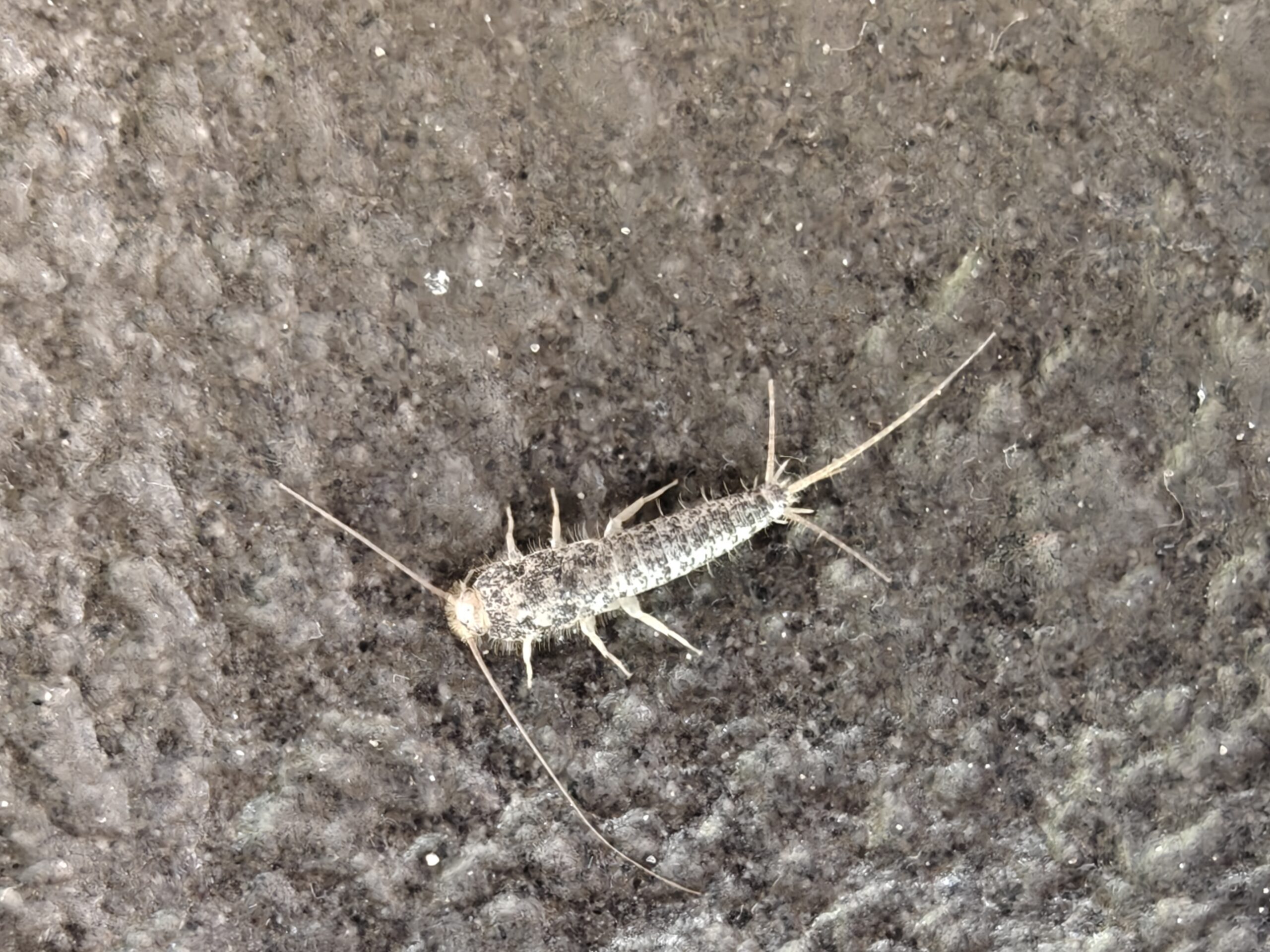 Skægkræ i bolig – skadedyrsbekæmpelse i Østjylland