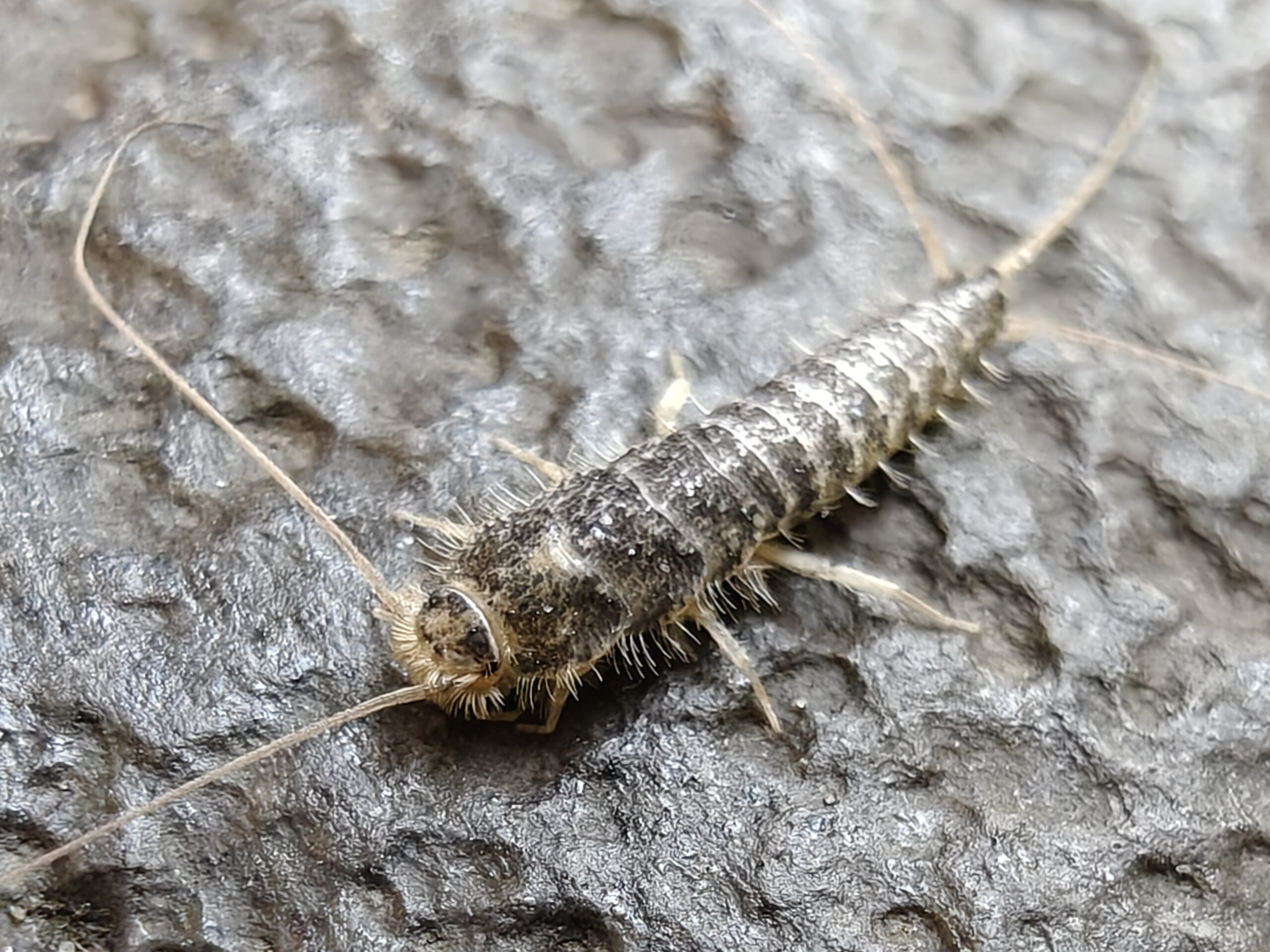 kan skægkræ bide – foto oppefra