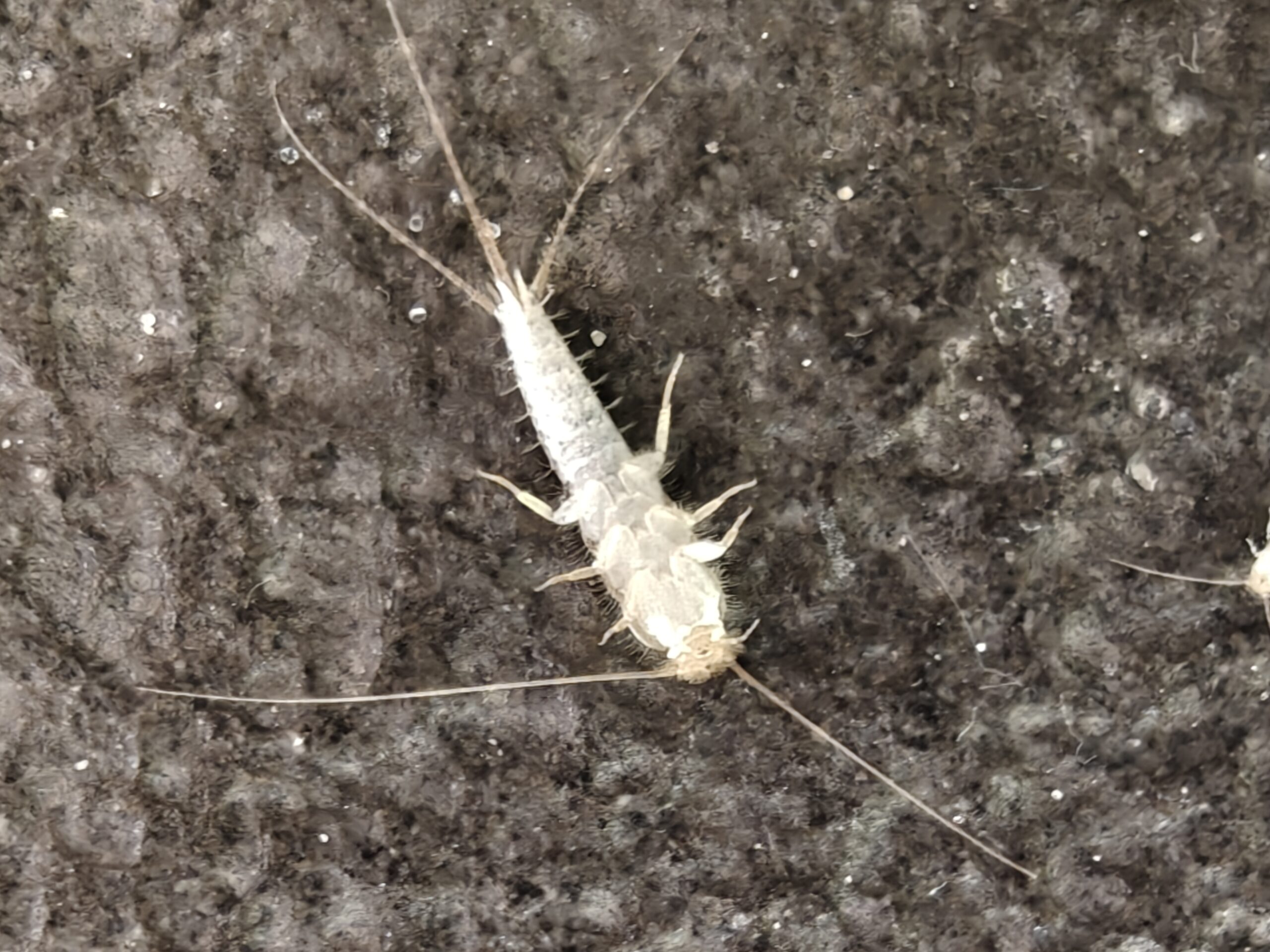 skægkræ bide mennesker – underside nærbillede