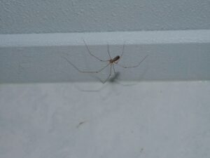 mejeredderkopper i huset