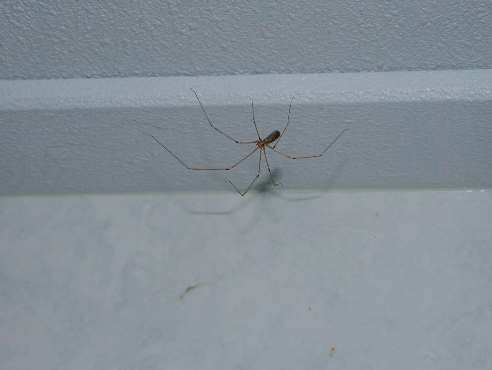 mejeredderkopper i huset