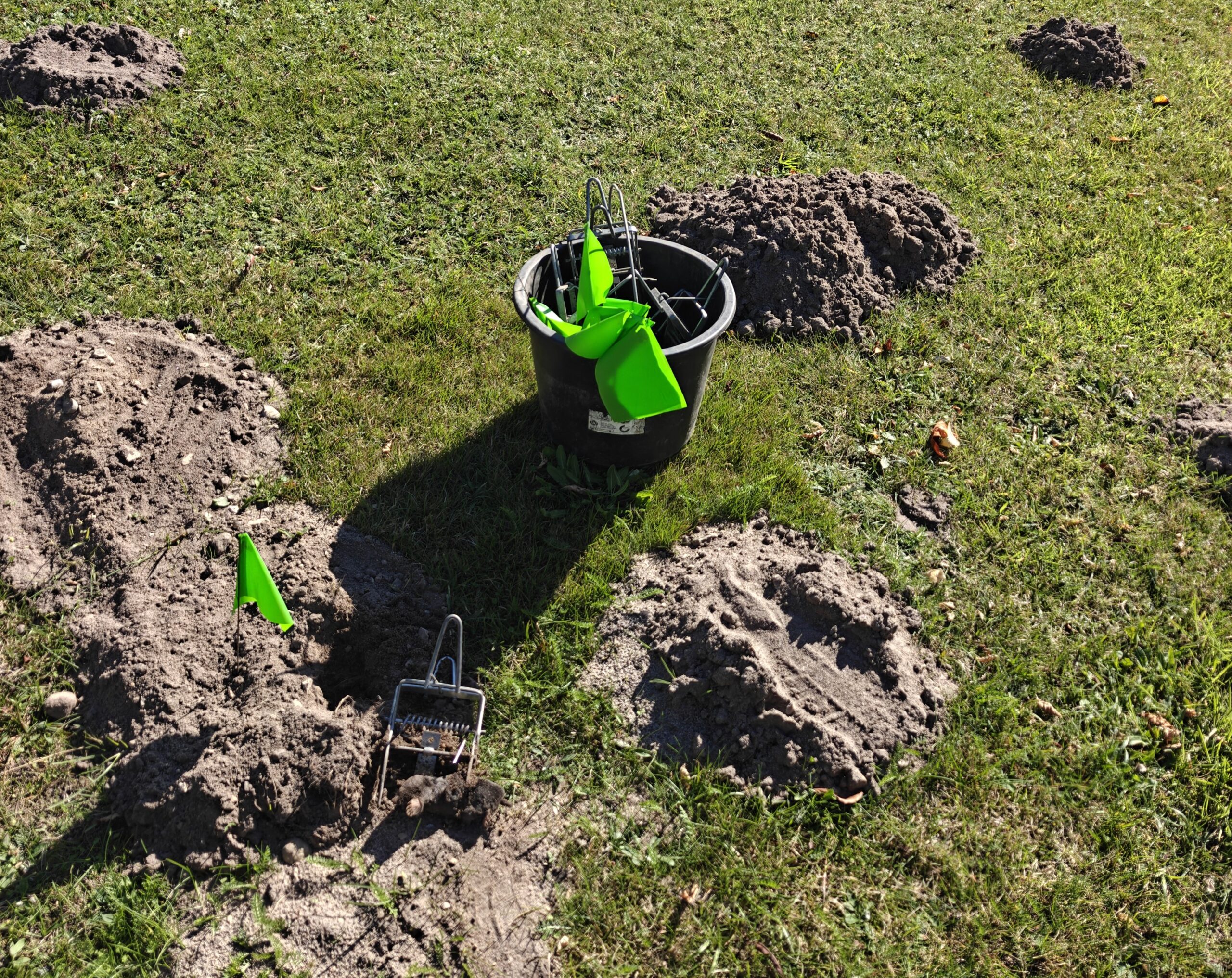 Arbejde med muldvarpebekæmpelse i Følle og nærområde