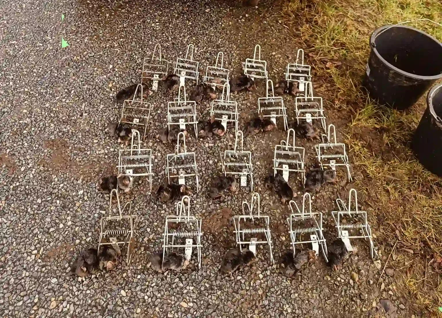 Bekæmpelse af muldvarpe i Studstrup på større areal