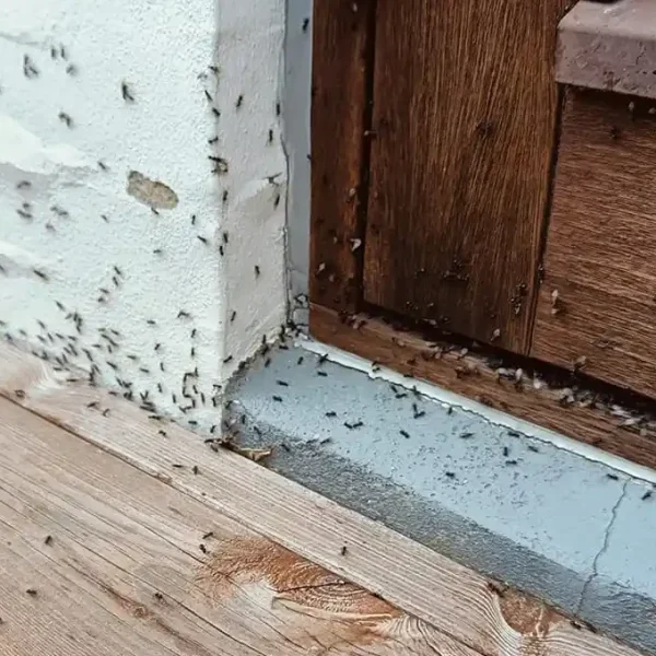 Skadedyrsbekæmpelse Kontakt os for en skræddersyede løsning