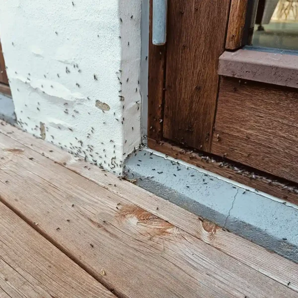 Skadedyrsbekæmpelse Kontakt os for en skræddersyede løsning