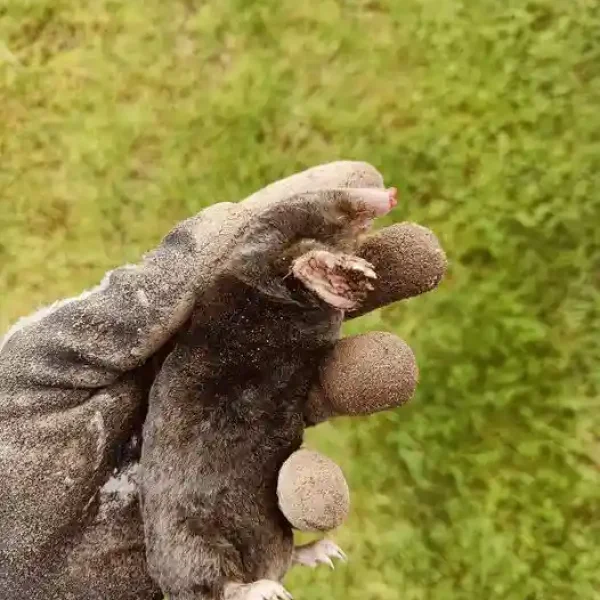 Skadedyrsbekæmpelse Kontakt os for en skræddersyede løsning