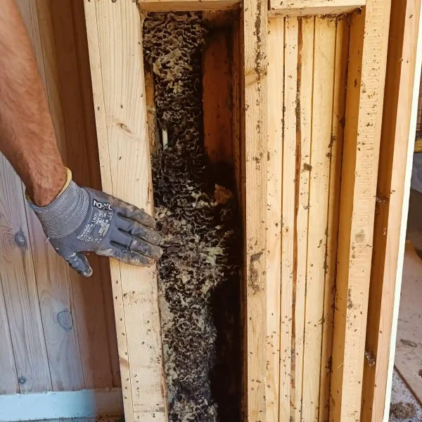 Skadedyrsbekæmpelse Kontakt os for en skræddersyede løsning