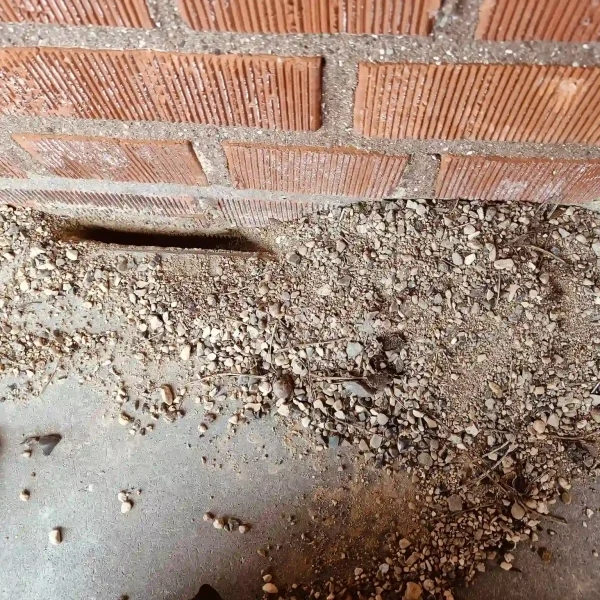 Skadedyrsbekæmpelse Kontakt os for en skræddersyede løsning