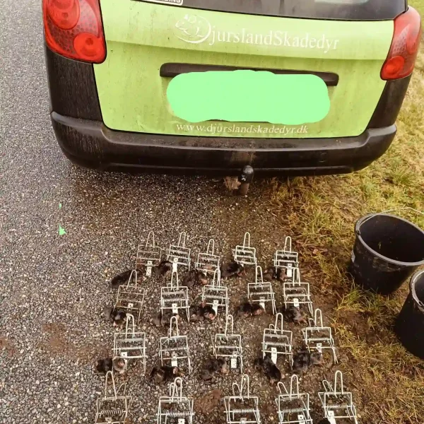 Skadedyrsbekæmpelse Kontakt os for en skræddersyede løsning