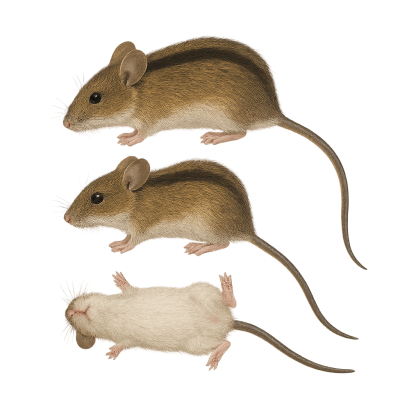 Brandmus / stribet markmus Apodemus agrarius