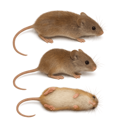 Dværgmus Micromys minutus