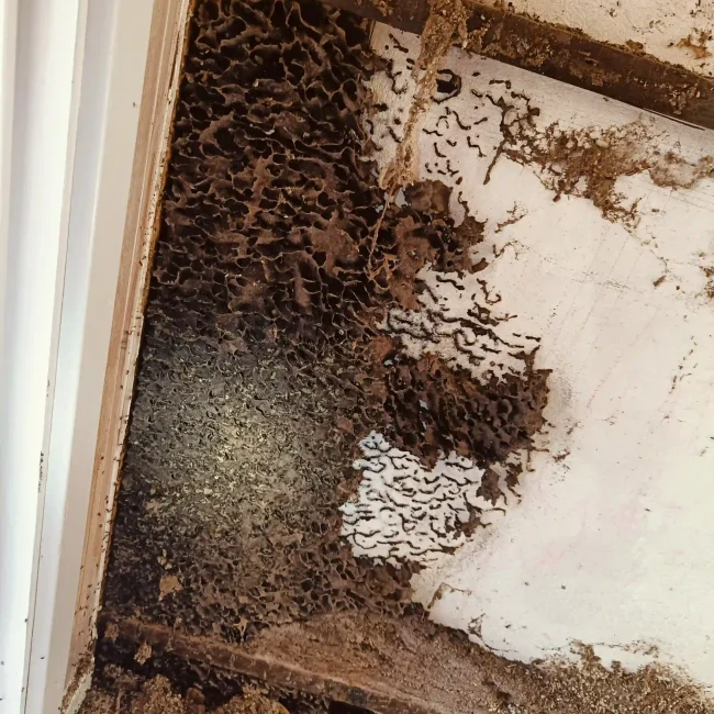 Skadedyrsbekæmpelse Kontakt os for en skræddersyede løsning