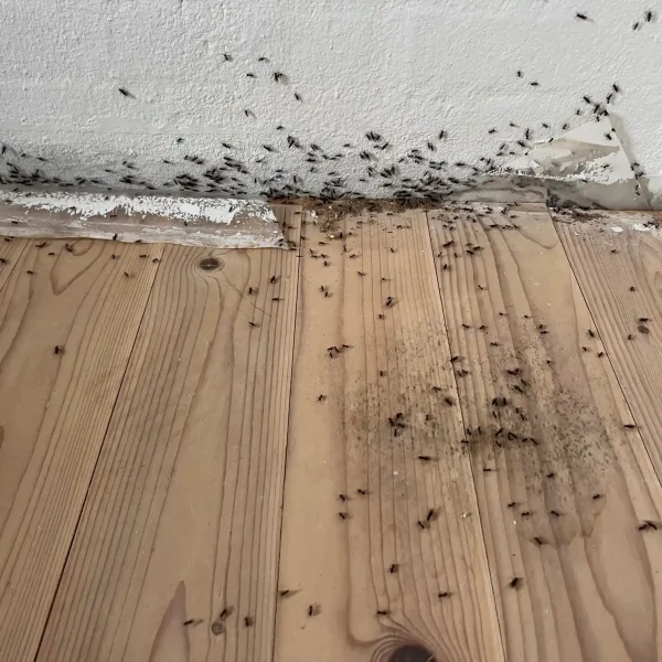 Skadedyrsbekæmpelse Kontakt os for en skræddersyede løsning