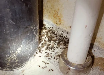 Skadedyrsbekæmpelse Kontakt os for en skræddersyede løsning