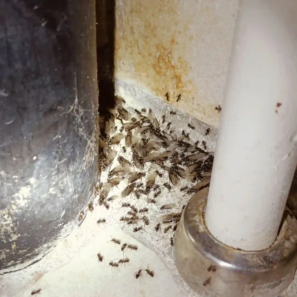 Skadedyrsbekæmpelse Kontakt os for en skræddersyede løsning