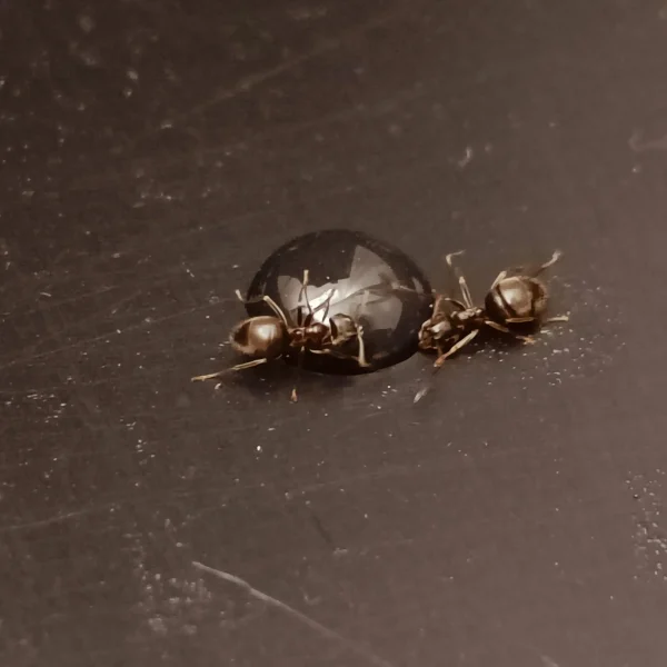 Skadedyrsbekæmpelse Kontakt os for en skræddersyede løsning