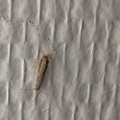 Skægkræ bekæmpelse