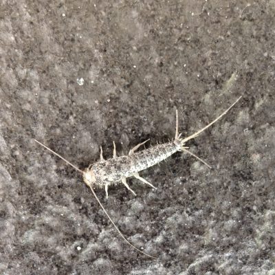 Skægkræ bekæmpelse