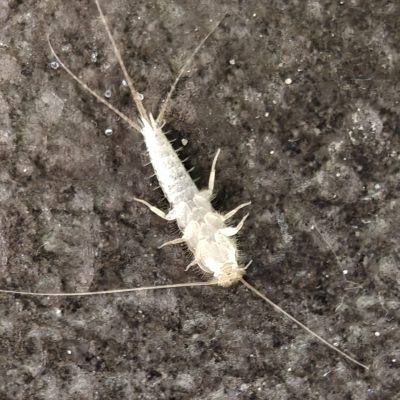 Skægkræ bekæmpelse