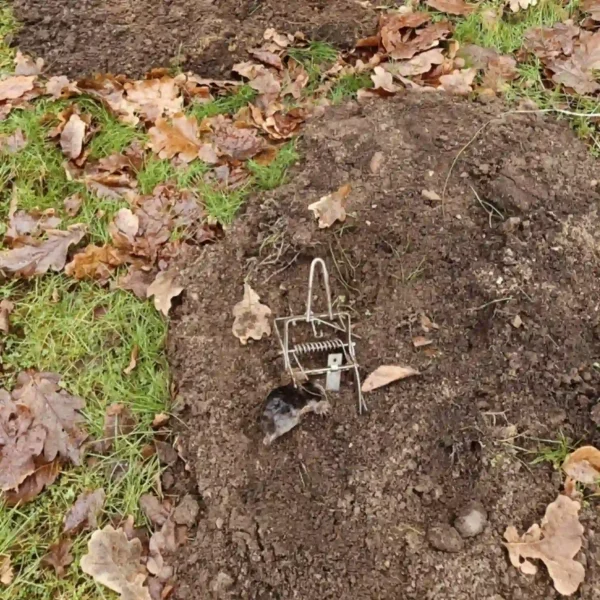 Skadedyrsbekæmpelse Kontakt os for en skræddersyede løsning