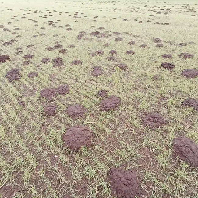 Skadedyrsbekæmpelse Kontakt os for en skræddersyede løsning