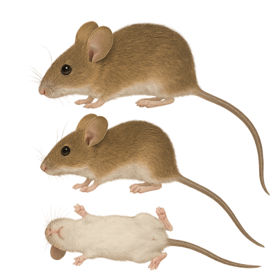 Skovmus Apodemus sylvaticus