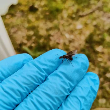 Skovmyre flyvemyrer Skadedyrsbekæmpelse Kontakt os for en skræddersyede løsning
