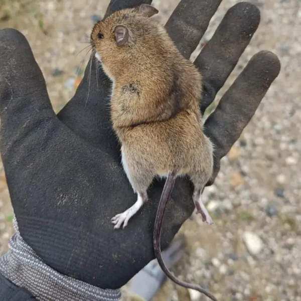 Skadedyrsbekæmpelse Kontakt os for en skræddersyede løsning