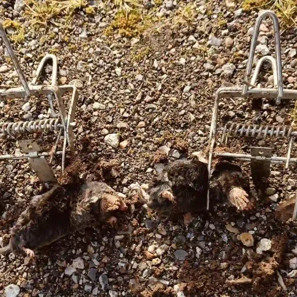 Skadedyrsbekæmpelse Kontakt os for en skræddersyede løsning