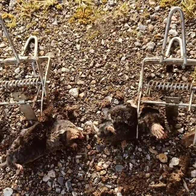 Skadedyrsbekæmpelse Kontakt os for en skræddersyede løsning