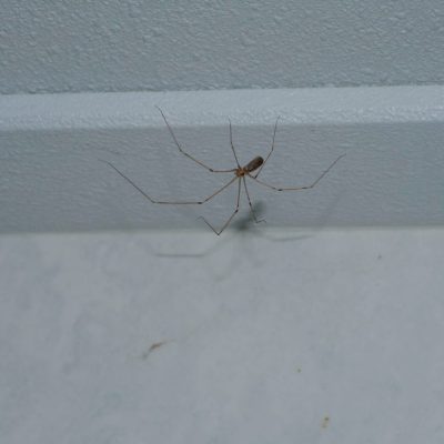 mejeredderkopper i huset