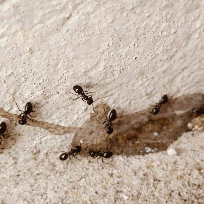 Skadedyrsbekæmpelse Kontakt os for en skræddersyede løsning