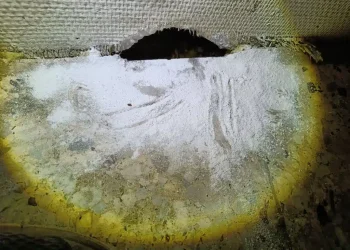 Skadedyrsbekæmpelse Kontakt os for en skræddersyede løsning